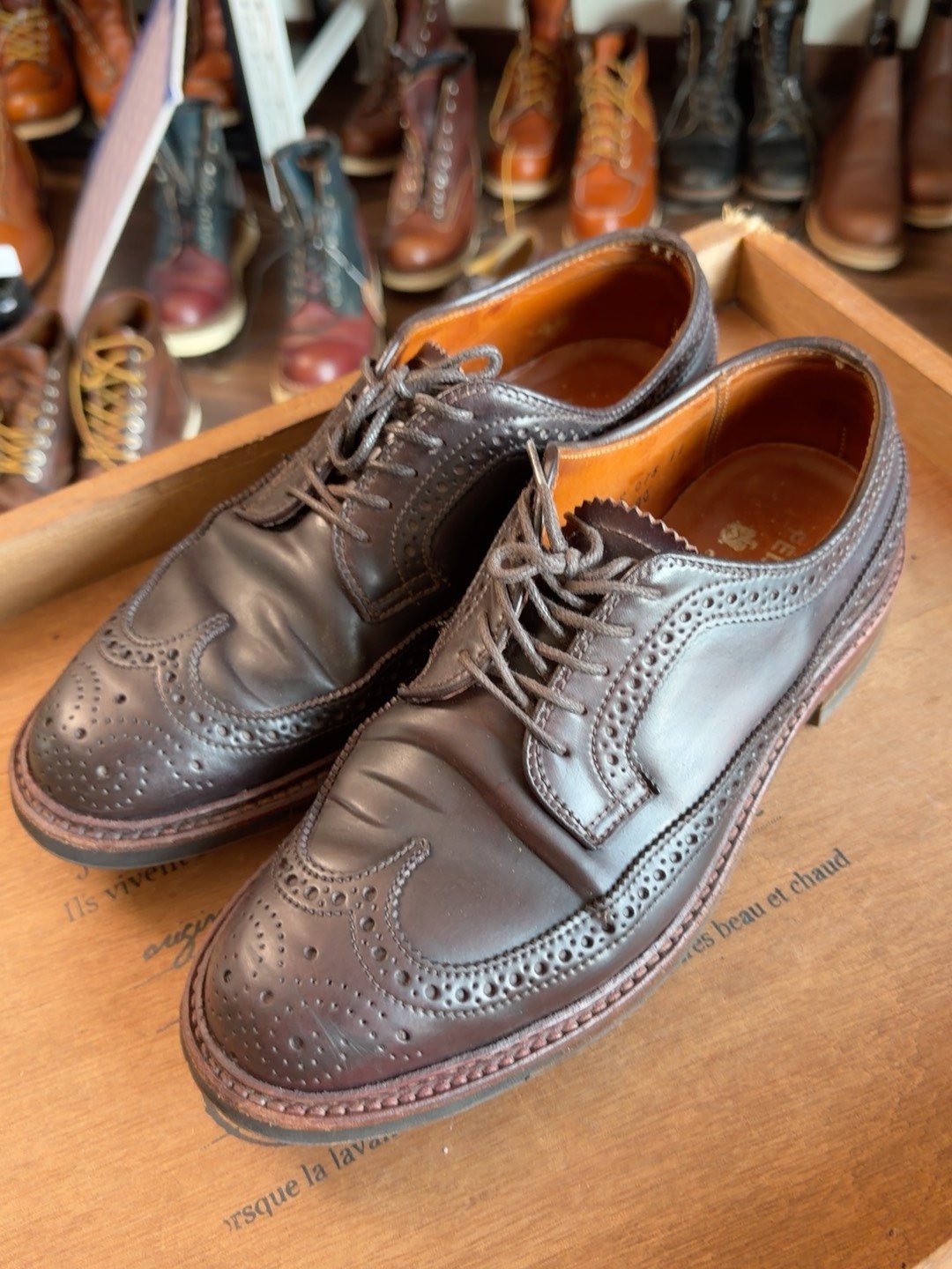 Alden LongWing 975 Shell Cordovan Brogue — front